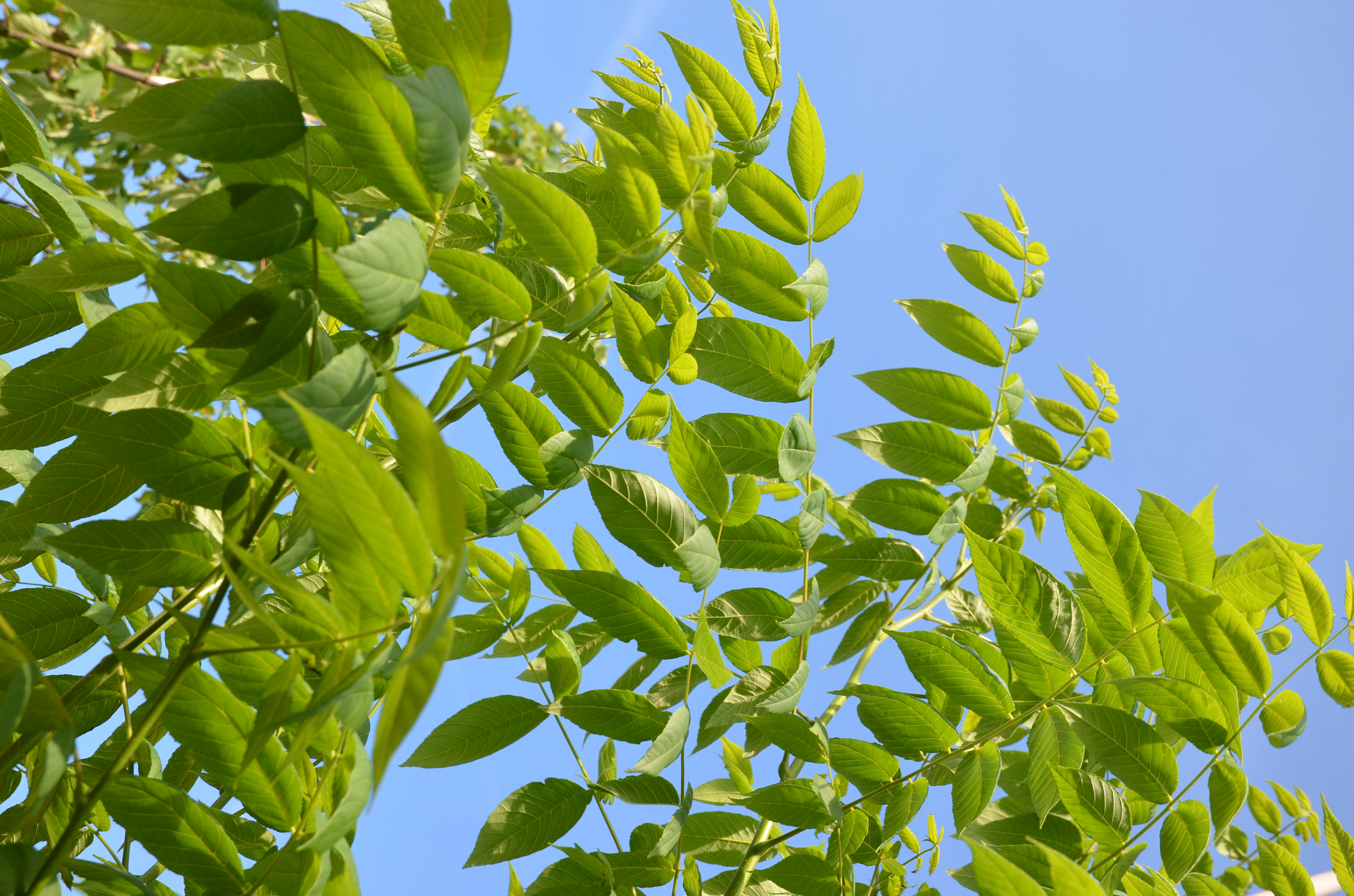 Laubbäume Sonderverkauf